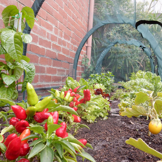 Maze Raised Garden Bed (Height 43cm) with 3m Net Tunnel Maze Raised Garden Bed (Height 43cm) with 3m Net Tunnel