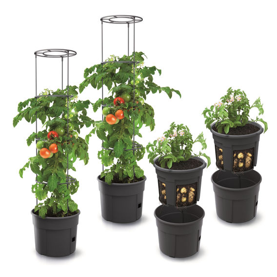 Maze Veggie Growing Pack Maze Veggie Growing Pack