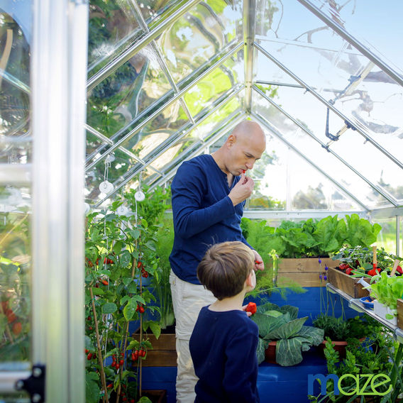 Maze 6 x 8’ Harmony Greenhouse Maze 6 x 8’ Harmony Greenhouse