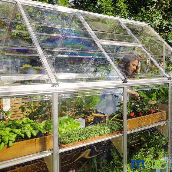 Maze 6 x 8’ Harmony Greenhouse Maze 6 x 8’ Harmony Greenhouse