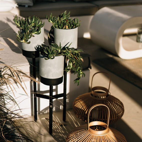 Maze Bloomie Plant Stand with Pots