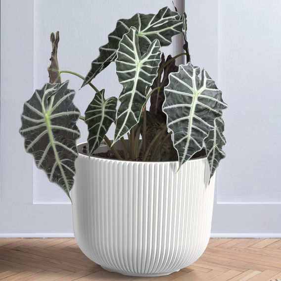 Maze 3pce Milly Style Planter Set